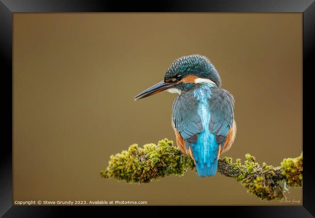 Inquisitive Young Kingfisher  Framed Print by Steve Grundy