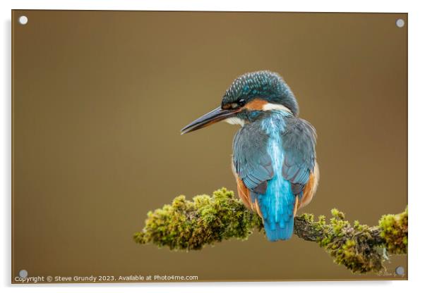 Inquisitive Young Kingfisher  Acrylic by Steve Grundy