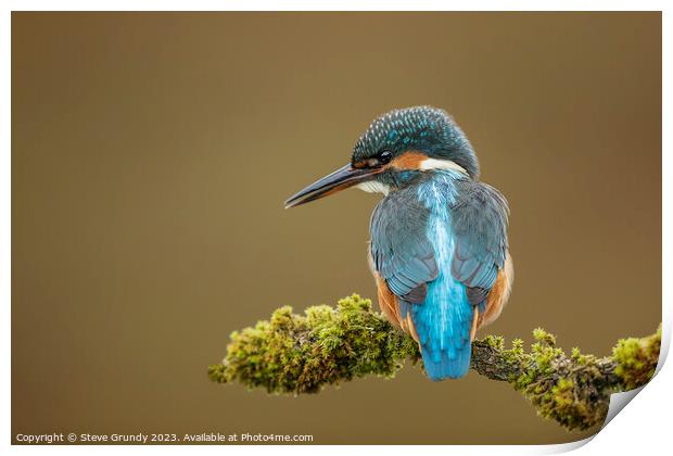Inquisitive Young Kingfisher  Print by Steve Grundy