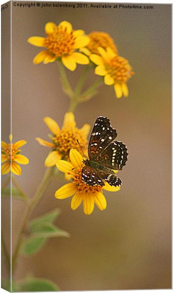 butterfly enjoying nodding bur marigolds Canvas Print by john kolenberg