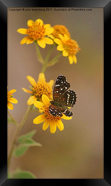 butterfly enjoying nodding bur marigolds Framed Print by john kolenberg