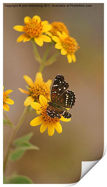 butterfly enjoying nodding bur marigolds Print by john kolenberg