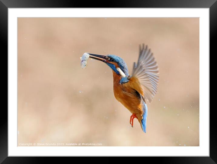 Kingfisher in flight with fish Framed Mounted Print by Steve Grundy
