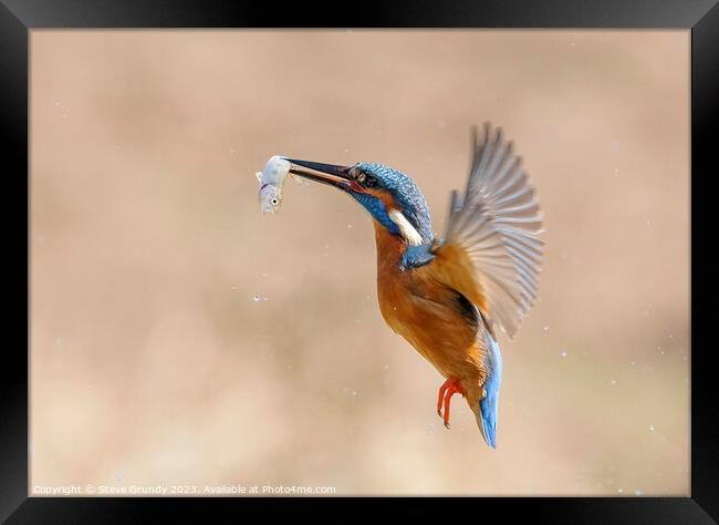 Kingfisher in flight with fish Framed Print by Steve Grundy
