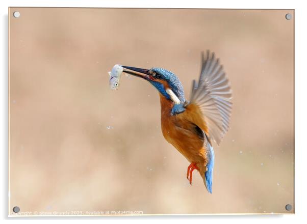 Kingfisher in flight with fish Acrylic by Steve Grundy