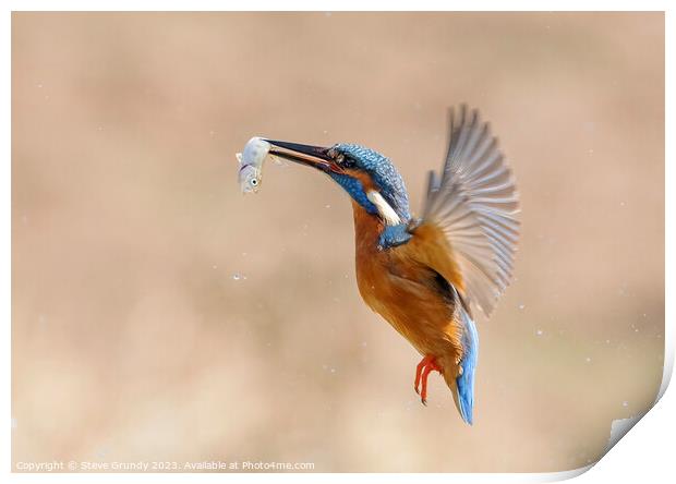 Kingfisher in flight with fish Print by Steve Grundy