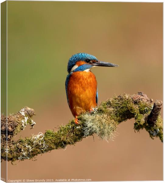 Magnificent Male Kingfisher Canvas Print by Steve Grundy