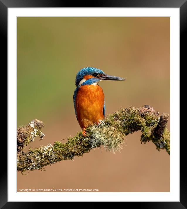 Magnificent Male Kingfisher Framed Mounted Print by Steve Grundy
