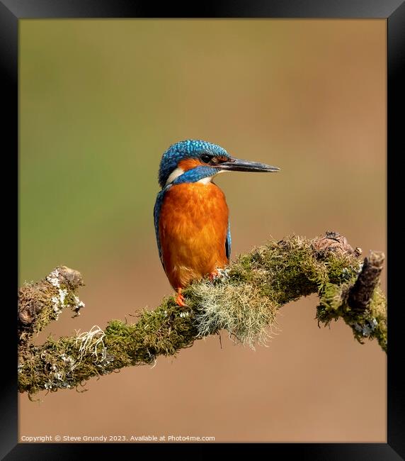 Magnificent Male Kingfisher Framed Print by Steve Grundy
