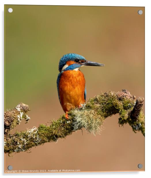 Magnificent Male Kingfisher Acrylic by Steve Grundy