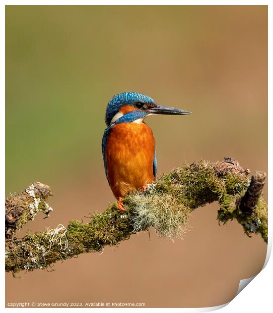 Magnificent Male Kingfisher Print by Steve Grundy