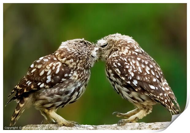 Little Owl Tender Kiss Print by Steve Grundy