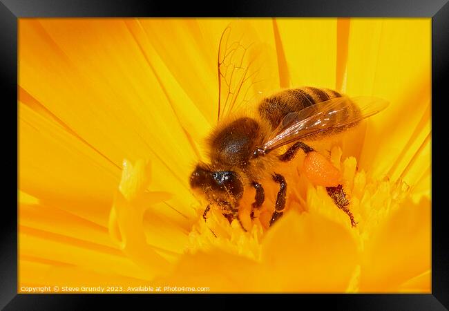 Bumble Bee Beauty in motion Framed Print by Steve Grundy