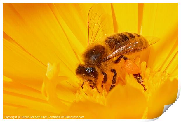 Bumble Bee Beauty in motion Print by Steve Grundy