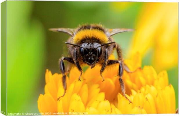 Bumble Bee Canvas Print by Steve Grundy