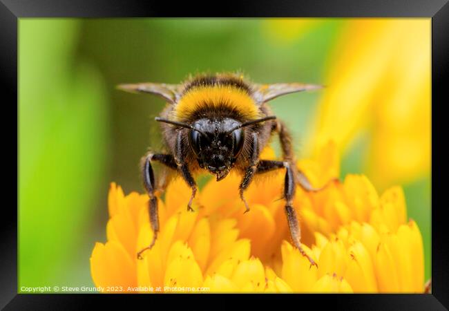 Bumble Bee Framed Print by Steve Grundy