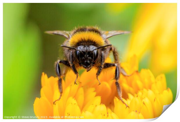 Bumble Bee Print by Steve Grundy