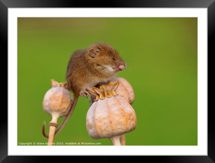 Delightful Harvest Mouse Preening on Poppy Stems Framed Mounted Print by Steve Grundy