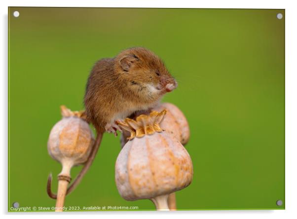 Delightful Harvest Mouse Preening on Poppy Stems Acrylic by Steve Grundy