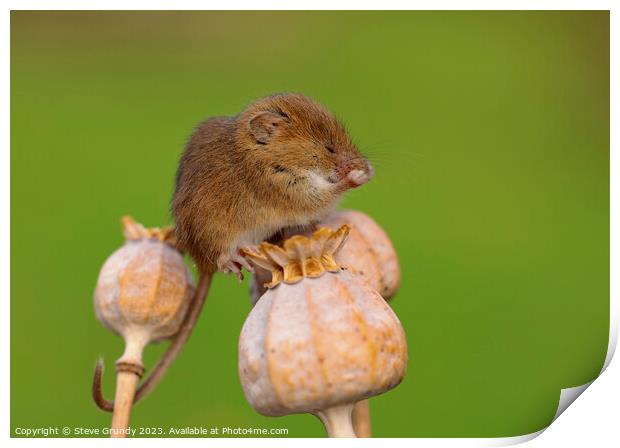 Delightful Harvest Mouse Preening on Poppy Stems Print by Steve Grundy