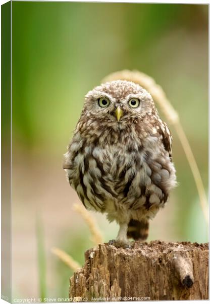Majestic Little Owl Canvas Print by Steve Grundy