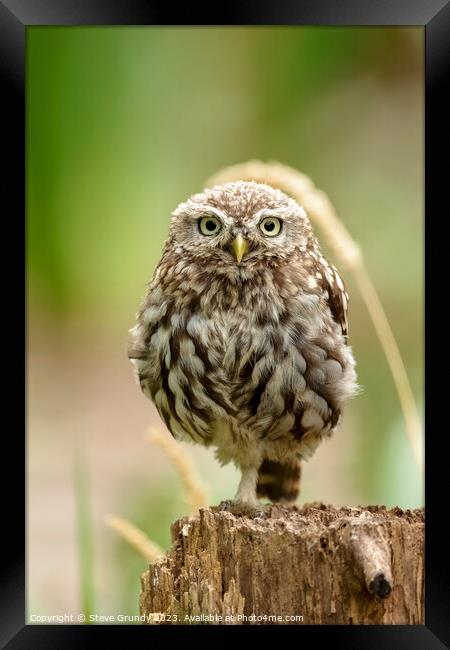 Majestic Little Owl Framed Print by Steve Grundy