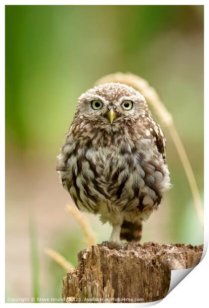 Majestic Little Owl Print by Steve Grundy
