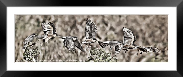 Majestic Sparrowhawk in Flight Framed Mounted Print by Steve Grundy
