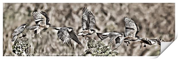Majestic Sparrowhawk in Flight Print by Steve Grundy