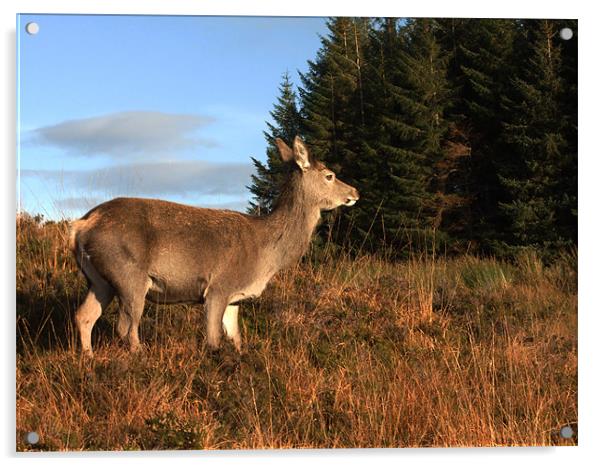 Glencoe Red Deer Acrylic by Peter Elliott 
