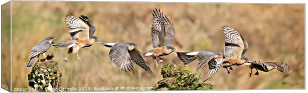 Majestic Sparrowhawk Flight Canvas Print by Steve Grundy