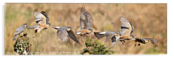 Majestic Sparrowhawk Flight Acrylic by Steve Grundy
