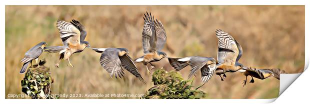 Majestic Sparrowhawk Flight Print by Steve Grundy