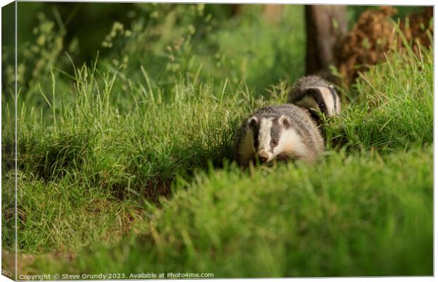Badgers on the March Canvas Print by Steve Grundy