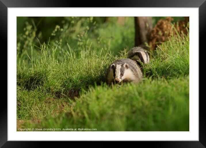 Badgers on the March Framed Mounted Print by Steve Grundy