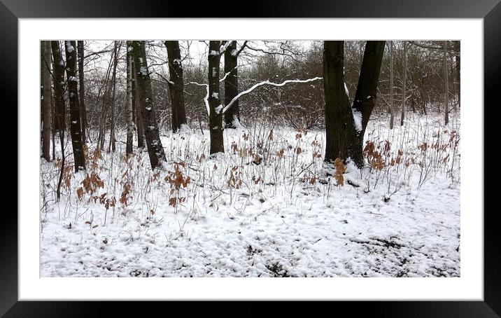 Trees covered with snow in winter forest Framed Mounted Print by Irena Chlubna