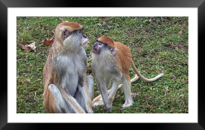 The patas monkey (Erythrocebus patas), also known as the wadi monkey or hussar monkey Framed Mounted Print by Irena Chlubna