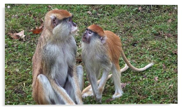 The patas monkey (Erythrocebus patas), also known as the wadi monkey or hussar monkey Acrylic by Irena Chlubna