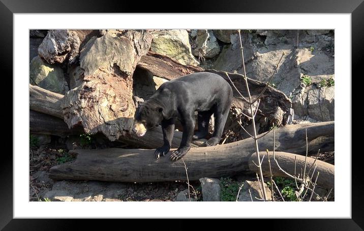 Malayan sun bear, Helarctos malayanus, has enormous claws on its front legs Framed Mounted Print by Irena Chlubna