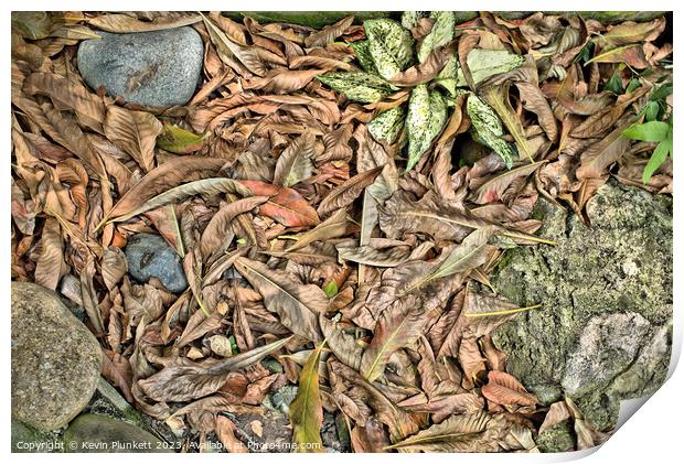 Rocks, leaf's and plants  Print by Kevin Plunkett