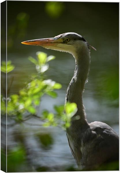 Majestic Heron Stands Guard Canvas Print by Arnie Livingston