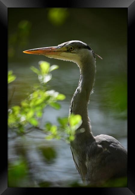 Majestic Heron Stands Guard Framed Print by Arnie Livingston