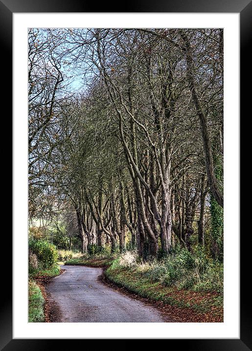 Country lane Framed Mounted Print by Tony Bates