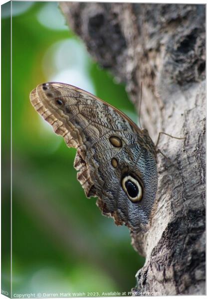 Owl Butterfly Canvas Print by Darren Mark Walsh