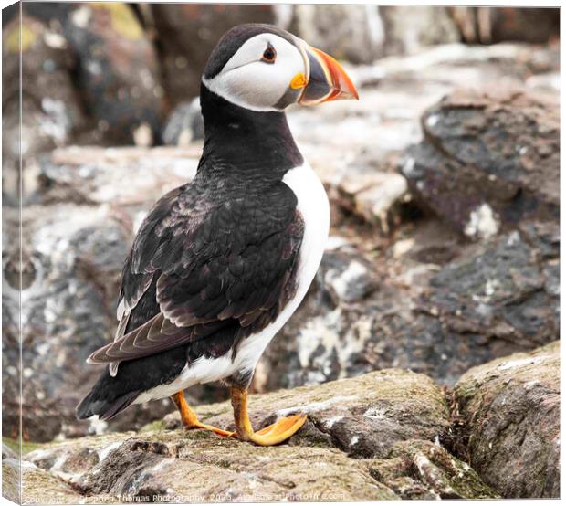 Enigmatic Puffin from Farne Isles Canvas Print by Stephen Thomas Photography 