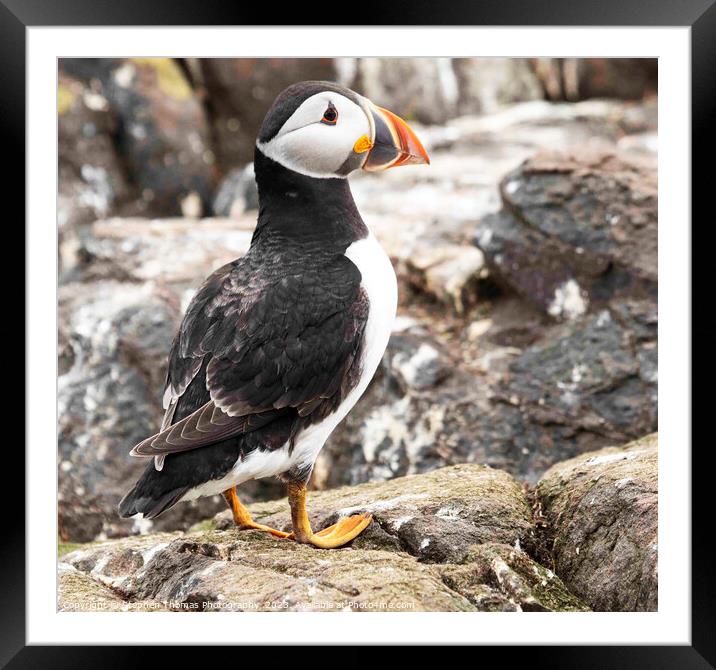 Enigmatic Puffin from Farne Isles Framed Mounted Print by Stephen Thomas Photography 