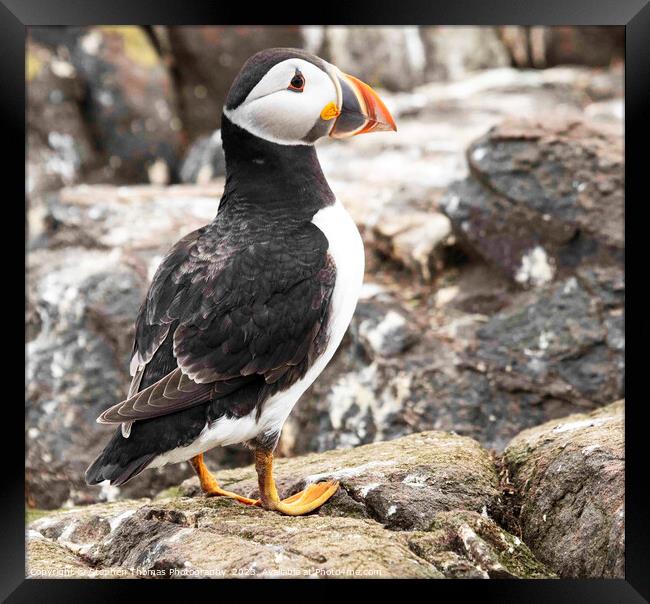 Enigmatic Puffin from Farne Isles Framed Print by Stephen Thomas Photography 