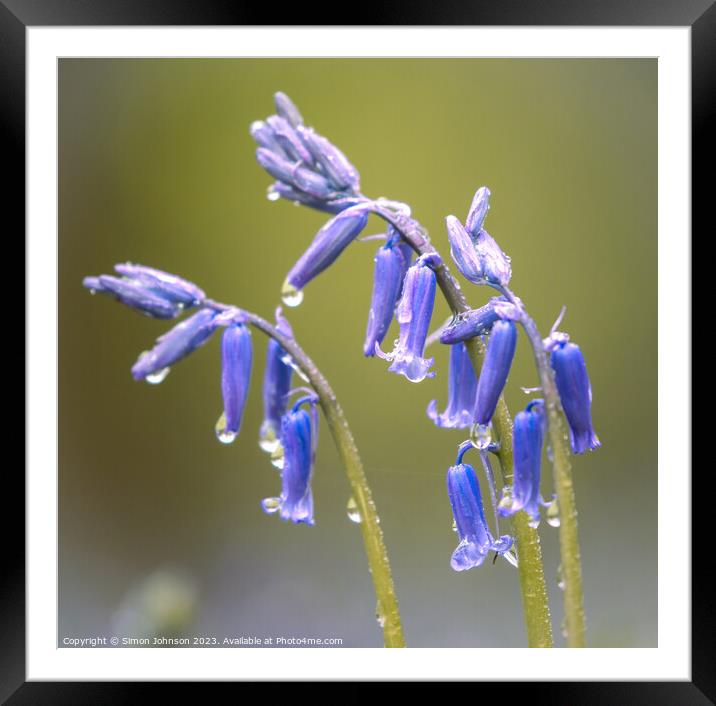 Plant flower Framed Mounted Print by Simon Johnson