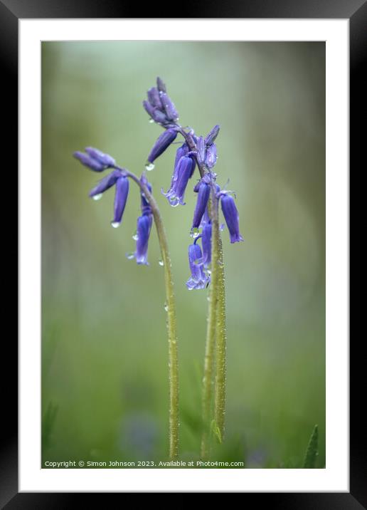 Plant flower Framed Mounted Print by Simon Johnson