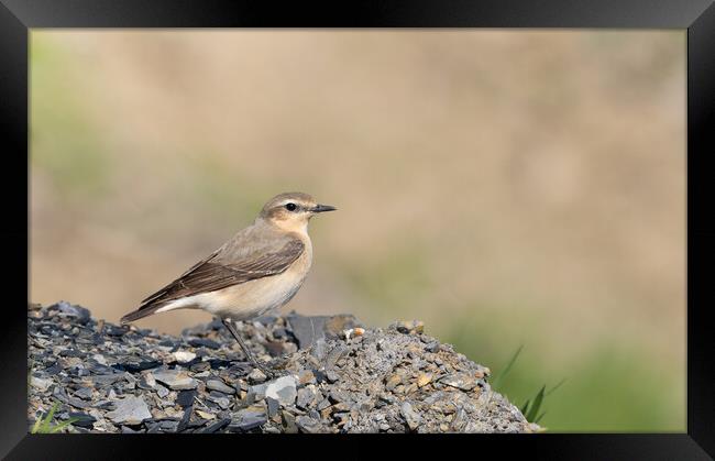 The Vibrant Wheatear Framed Print by Colin Allen